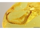 Two Big Centipedes Lithobiidae and Geophilidae. Fossil inclusions in Baltic amber #11800