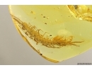 Two Big Centipedes Lithobiidae and Geophilidae. Fossil inclusions in Baltic amber #11800