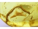 Two Big Centipedes Lithobidae and Geophilidae. Fossil inclusions in Baltic amber #11800