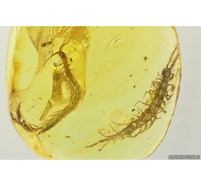 Two Big Centipedes Lithobiidae and Geophilidae. Fossil inclusions in Baltic amber #11800