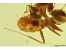 Rare scene Two different Ants action Lasius and Ctenobethylus. Fossil inclusions in Baltic amber #11801