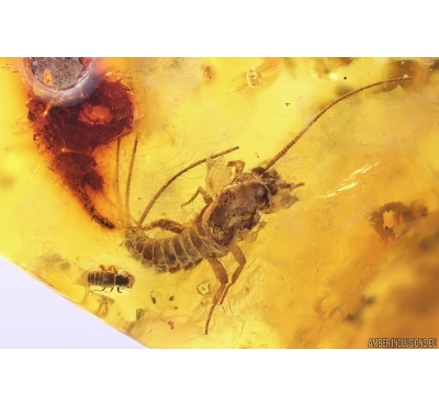 Rove beetle Staphylinidae, Silverfish and Spider. Fossil inclusions Baltic amber #11820