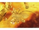 Rove beetle Staphylinidae, Silverfish and Spider. Fossil inclusions Baltic amber #11820