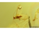 Nice Rove beetle Staphylinidae and Coccid Coccoidea. Fossil inclusions Baltic amber #11821