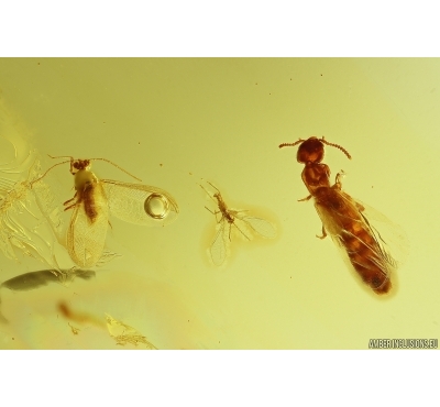 Nice Rove beetle Staphylinidae and Coccid Coccoidea. Fossil inclusions Baltic amber #11821