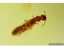 Nice Rove beetle Staphylinidae and Coccid Coccoidea. Fossil inclusions Baltic amber #11821