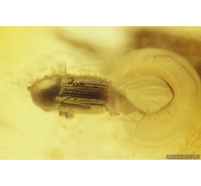 7 Bark Beetles Curculionidae: Scolytinae: ?Taphramites rovnoensis and Coprolite. Fossil insects Ukrainian Rovno amber #11828R