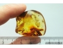 7 Bark Beetles Curculionidae: Scolytinae: ?Taphramites rovnoensis and Coprolite. Fossil insects Ukrainian Rovno amber #11828R