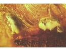 7 Bark Beetles Curculionidae: Scolytinae: ?Taphramites rovnoensis and Coprolite. Fossil insects Ukrainian Rovno amber #11828R