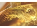 7 Bark Beetles Curculionidae: Scolytinae: ?Taphramites rovnoensis and Coprolite. Fossil insects Ukrainian Rovno amber #11828R