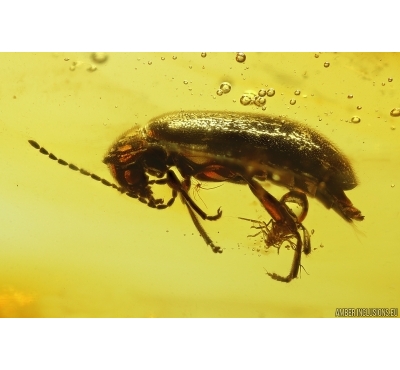 Nice Marsh Beetle Scirtidae. Fossil insect in Baltic amber #11830