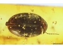 Nice Marsh Beetle Scirtidae. Fossil insect in Baltic amber #11830