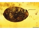 Nice Marsh Beetle Scirtidae. Fossil insect in Baltic amber #11830