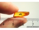 Nice Marsh Beetle Scirtidae. Fossil insect in Baltic amber #11830