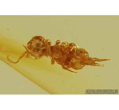 Springtail Collembola. Fossil inclusion in Baltic amber #11843