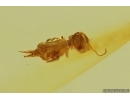Springtail Collembola. Fossil inclusion in Baltic amber #11843