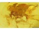 Nice Thrips Thysanoptera and More. Fossil inclusions in Baltic amber #11844