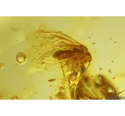 Aphid, Aphididae. Fossil insect in Baltic amber #11845