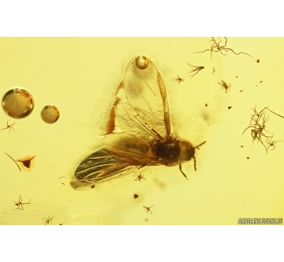 Aphid Aphididae. Fossil insect in Baltic amber #11846