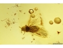 Aphid Aphididae. Fossil insect in Baltic amber #11846