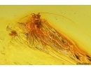 Nice Rare Aphid Aphididae. Fossil insect in Baltic amber #11848