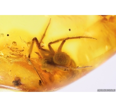 Spider Araneae and Leaf. Fossil inclusions Baltic amber #11853