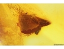 Spider Araneae and Leaf. Fossil inclusions Baltic amber #11853