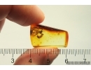 Plant "Stellate hairs". Fossil inclusion in Baltic amber #11859