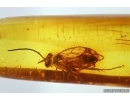 Wasp Hymenoptera and Caddisfly Trichoptera. Fossil insects in Baltic amber #11862