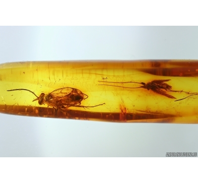 Wasp Hymenoptera and Caddisfly Trichoptera. Fossil insects in Baltic amber #11862