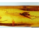 Wasp Hymenoptera and Caddisfly Trichoptera. Fossil insects in Baltic amber #11862
