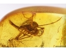 Walking stick Phasmatodea. Fossil inclusion in Baltic amber #11863