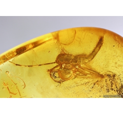 Walking stick Phasmatodea. Fossil inclusion in Baltic amber #11863