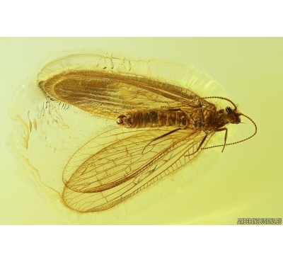 Golden 14k pendant with nice Lacewing Neuroptera. Fossil insect  Baltic amber #11864