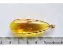 Golden 14k pendant with nice Lacewing Neuroptera. Fossil insect  Baltic amber #11864