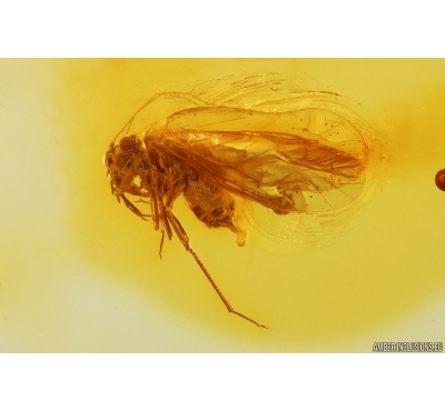 Nice Psocid Psocoptera. Fossil insect Baltic amber #11867