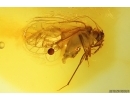 Nice Psocid Psocoptera. Fossil insect Baltic amber #11867