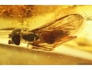 Nice Hover Fly Syrphidae. Fossil insect Baltic amber #11870