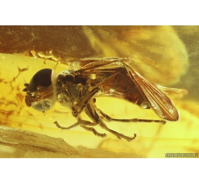 Nice Hover Fly Syrphidae. Fossil insect Baltic amber #11870