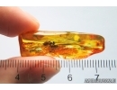 Nice Hover Fly Syrphidae. Fossil insect Baltic amber #11870