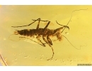 Extremely Rare Big 21mm Adult Praying Mantis Mantodea! Fossil insect in Baltic amber #11872