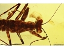 Extremely Rare Big 21mm Adult Praying Mantis Mantodea! Beautiful Museum Grade Specimen.Fossil insect in Baltic amber #11872