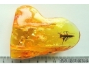 Extremely Rare Big 21mm Adult Praying Mantis Mantodea! Fossil insect in Baltic amber #11872