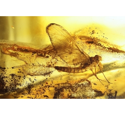 Mayfly Ephemeroptera. Fossil insect in Baltic amber stone #11874