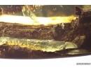 Big 61mm Wood fragment with Coprolites. Fossil inclusions Ukrainian Rovno amber #11885R