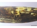 Big 61mm Wood fragment with Coprolites. Fossil inclusions Ukrainian Rovno amber #11885R