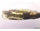 Big 61mm Wood fragment with Coprolites. Fossil inclusions Ukrainian Rovno amber #11885R