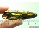 Big 61mm Wood fragment with Coprolites. Fossil inclusions Ukrainian Rovno amber #11885R