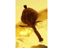 Very nice Rare Fruit. Fossil inclusion in Baltic amber #11886