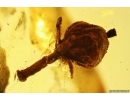 Very nice Rare Fruit. Fossil inclusion in Baltic amber #11886